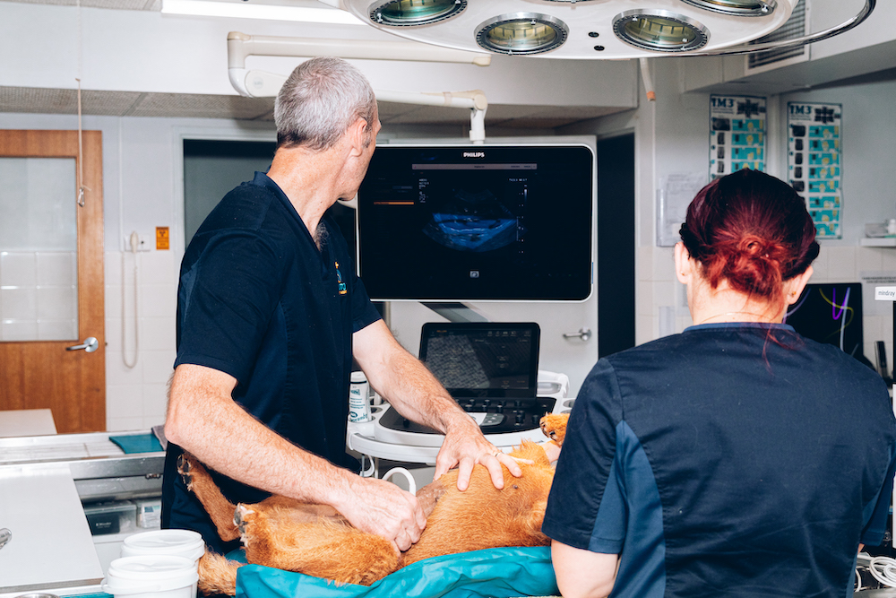 photo alex brian dog equipment irish terrier nurse patient probe treatment ultrasound ryanjiannis