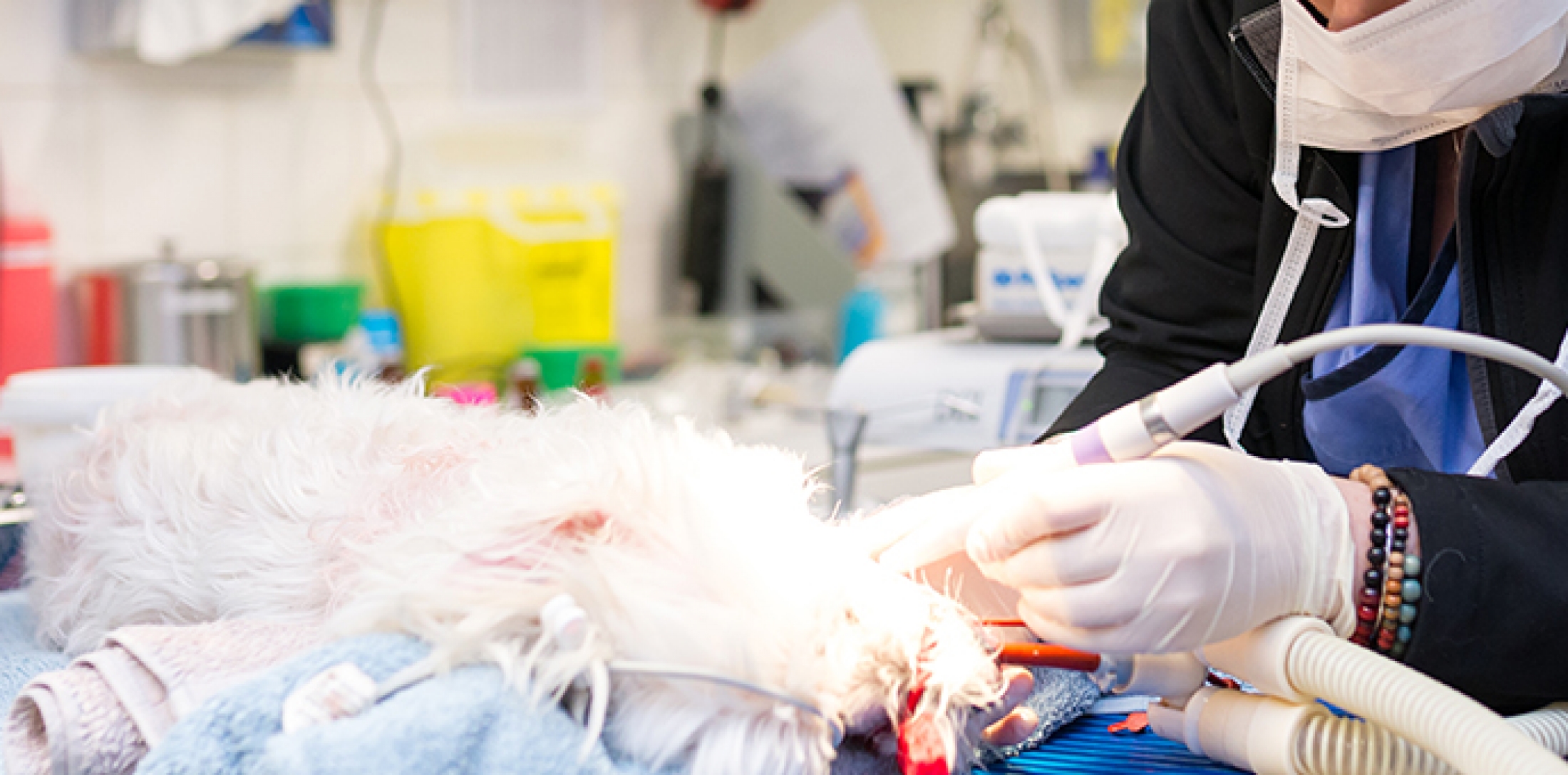 Dentistry Brighton Veterinary Hospital